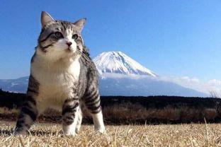 日本eri猫写真,萌态可掬，治愈心灵的美妙瞬间
